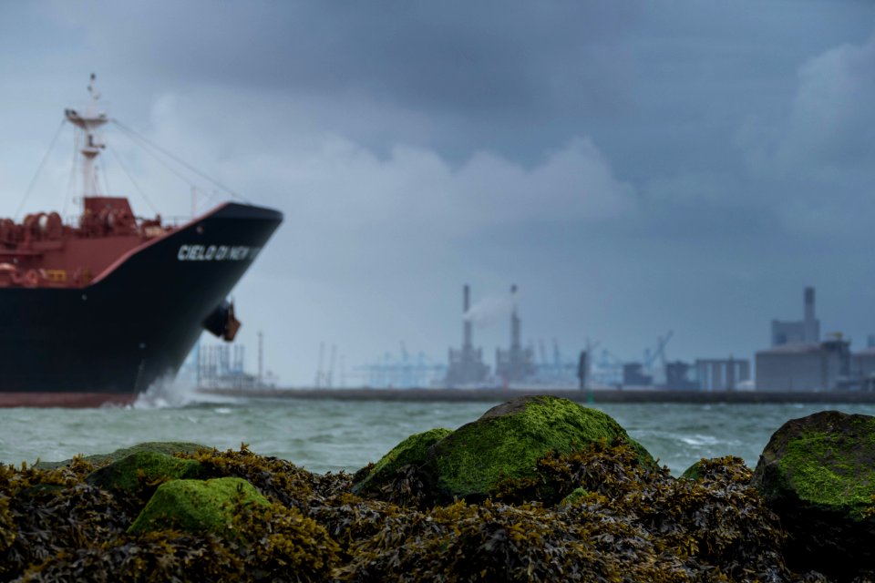 Cielo Di New York, Hoek van Holland