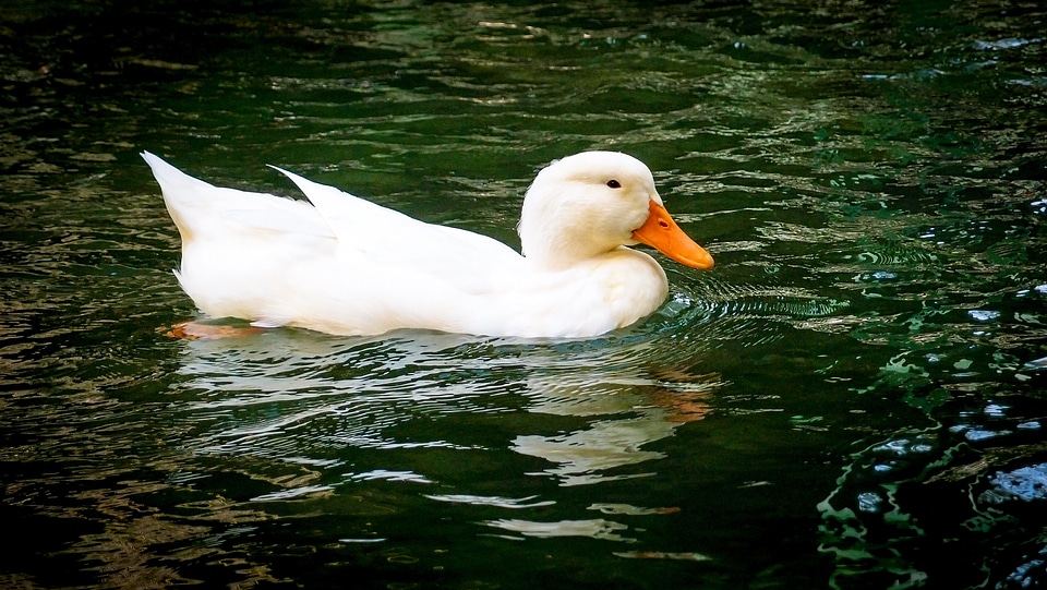 Animal mallard plumage photo