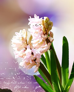 Bloom plant handwriting