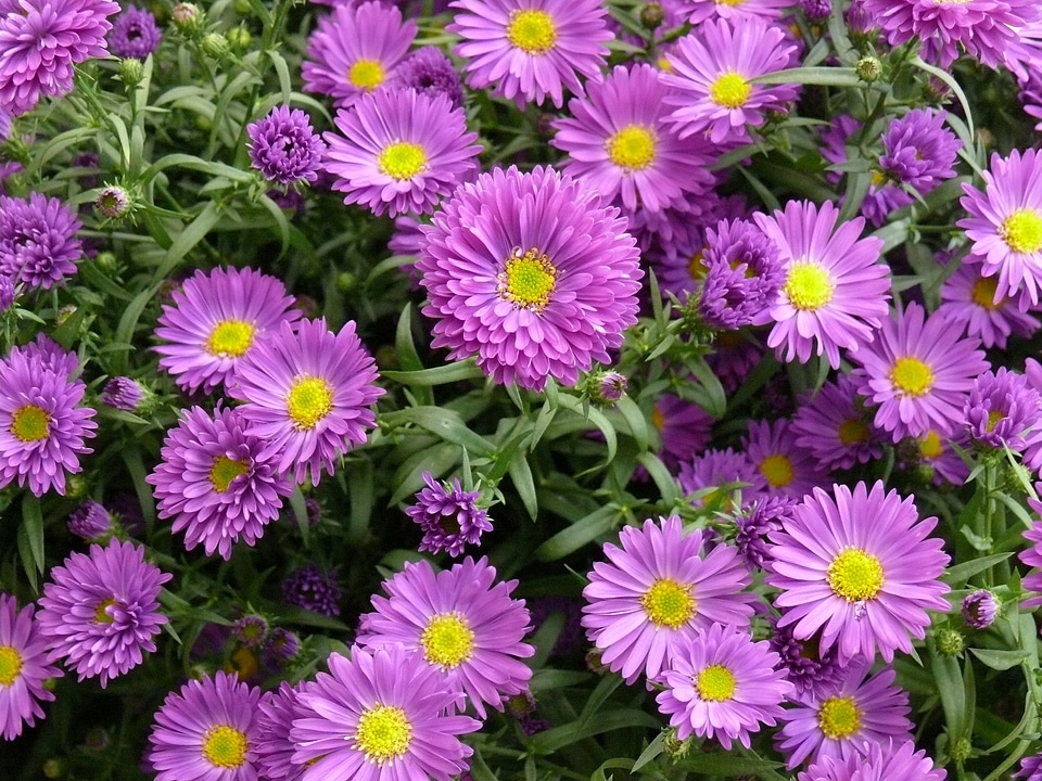 Flower nature purple