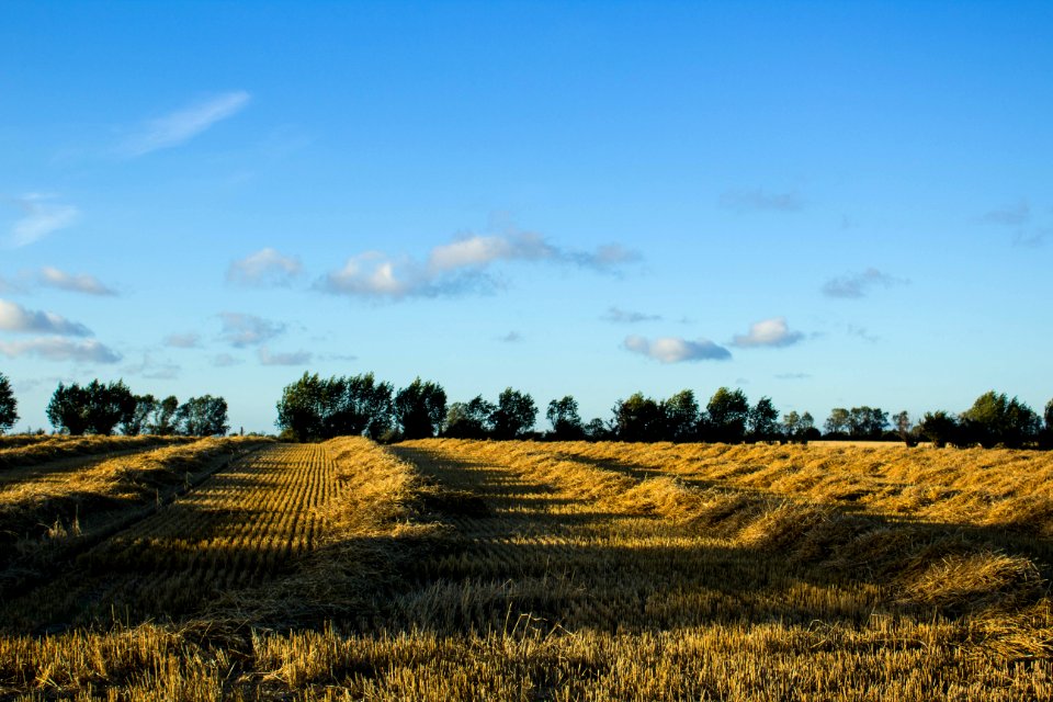 Landscape1