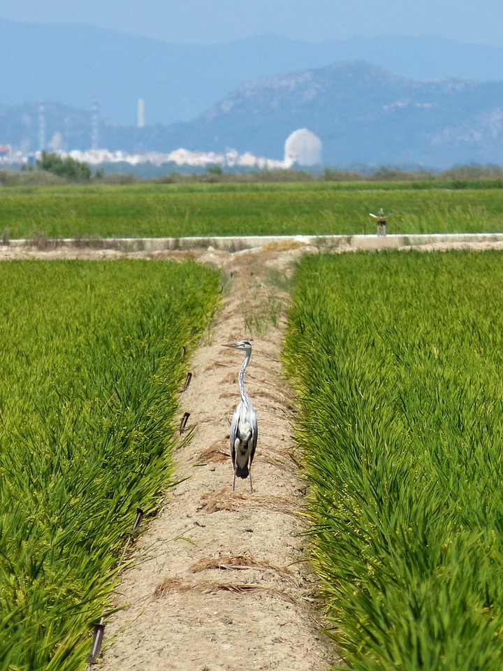 Paddy kingfisher nuclear