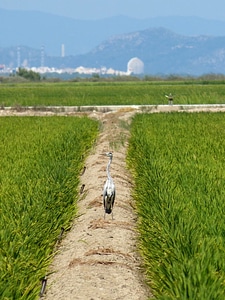 Paddy kingfisher nuclear
