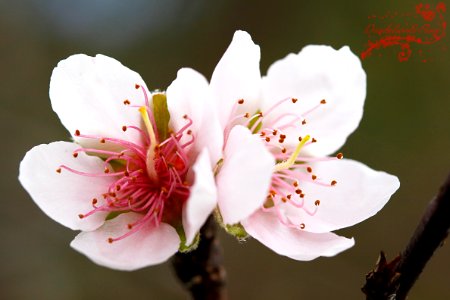 Da Lat