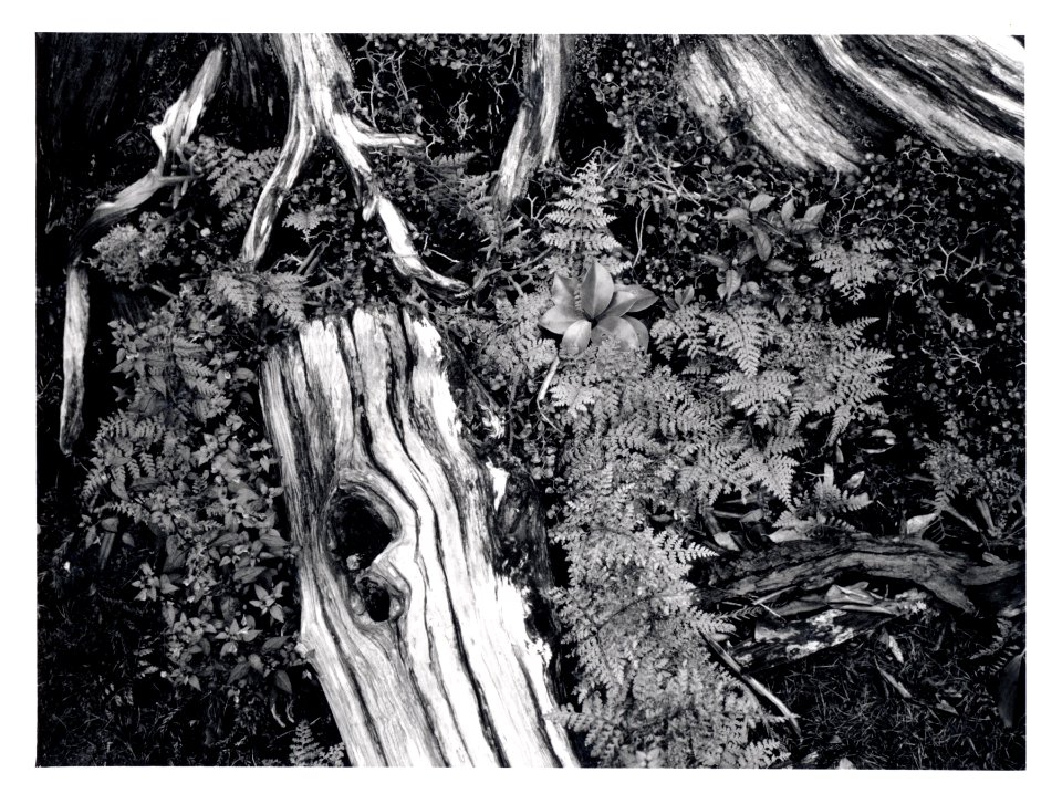 Yakushima, Japan with KLASSE S
