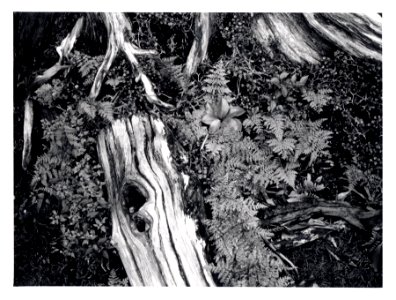 Yakushima, Japan with KLASSE S