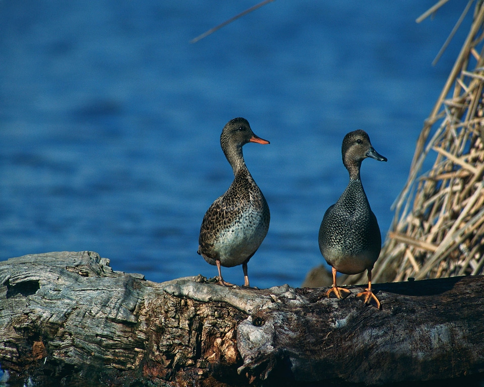 Nature wild wildfowl