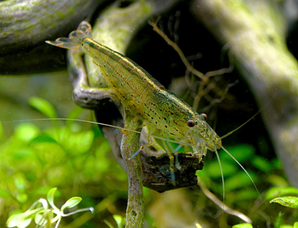 Caridina multidentata