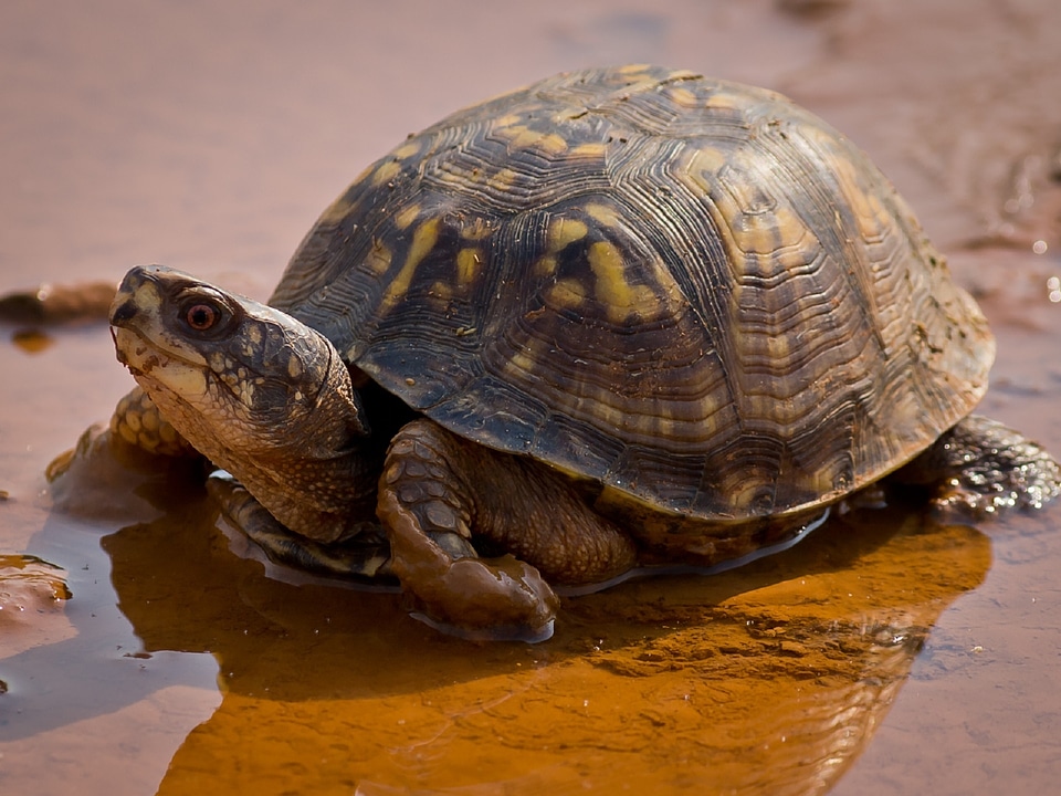 Wildlife reptile walking
