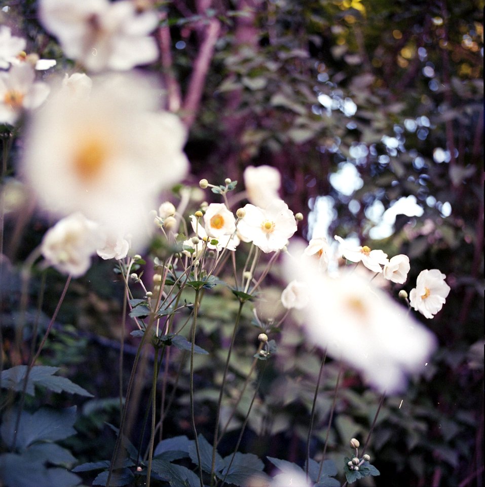 Flowers in the Garden