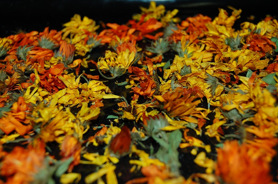 Yellow red petal