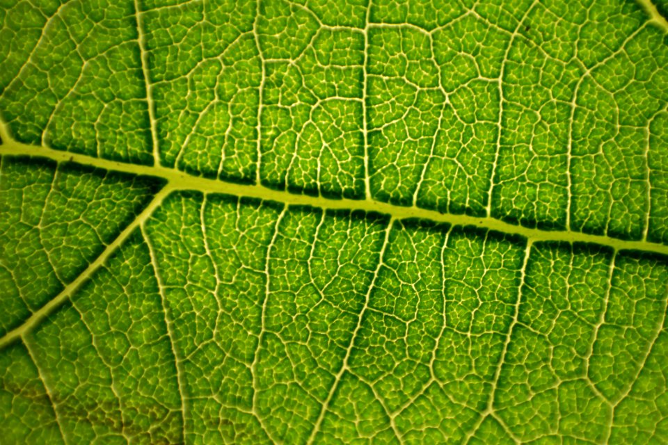 ramificaciones un verde singular