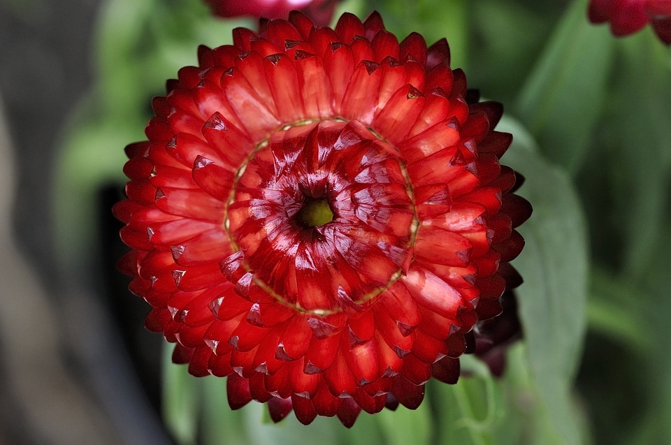 Plant blossom bloom