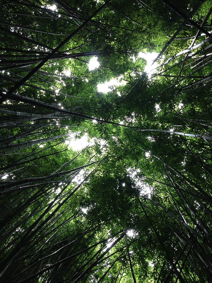 Woods foliage sunlight