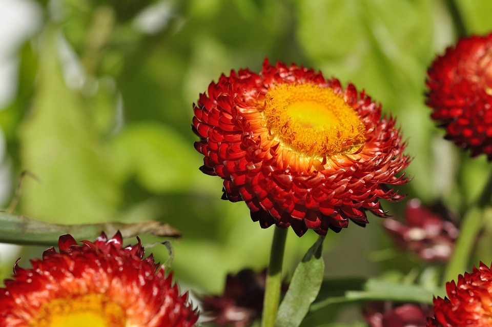Plant blossom bloom