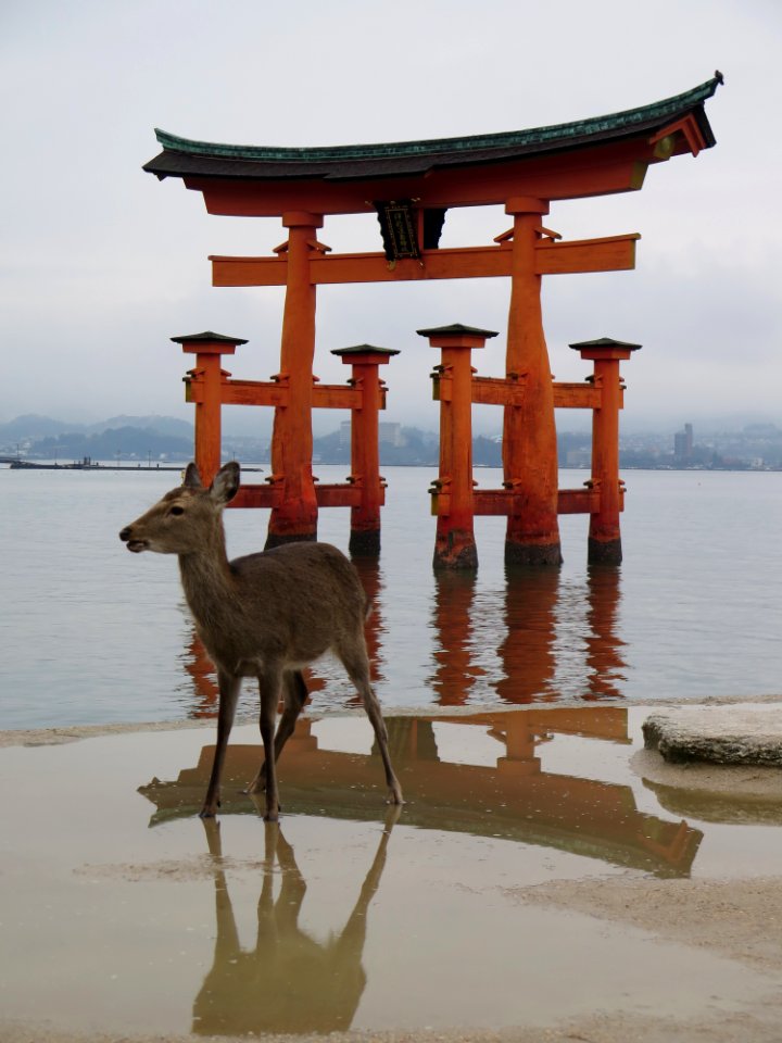 Miyajima Itsukushima shrine (厳島)
