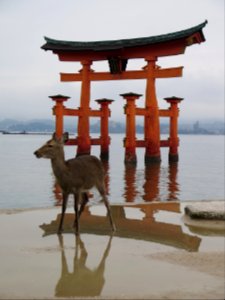 Miyajima Itsukushima shrine (厳島)