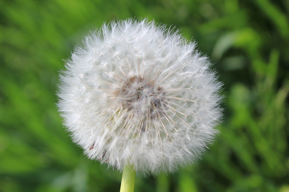 White stars dandelion