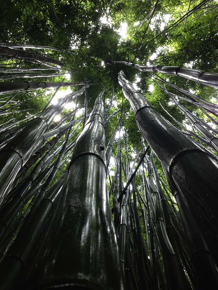 Branches forest woods photo