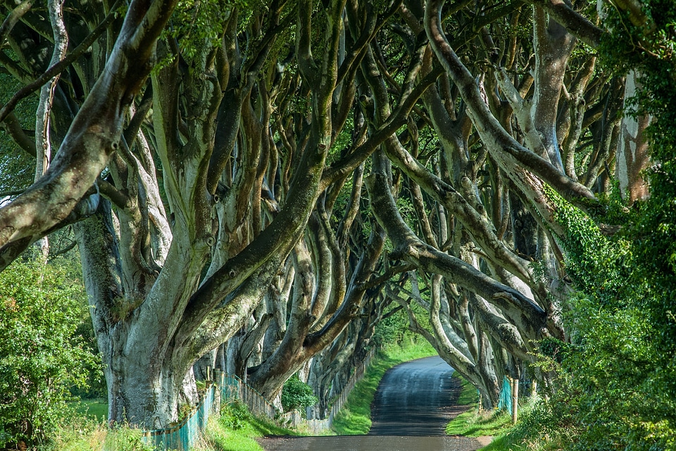 Trees nature avenue
