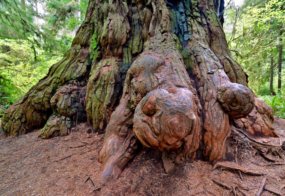 Redwood Burls & Fire scar