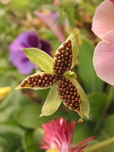 Flower creation garden