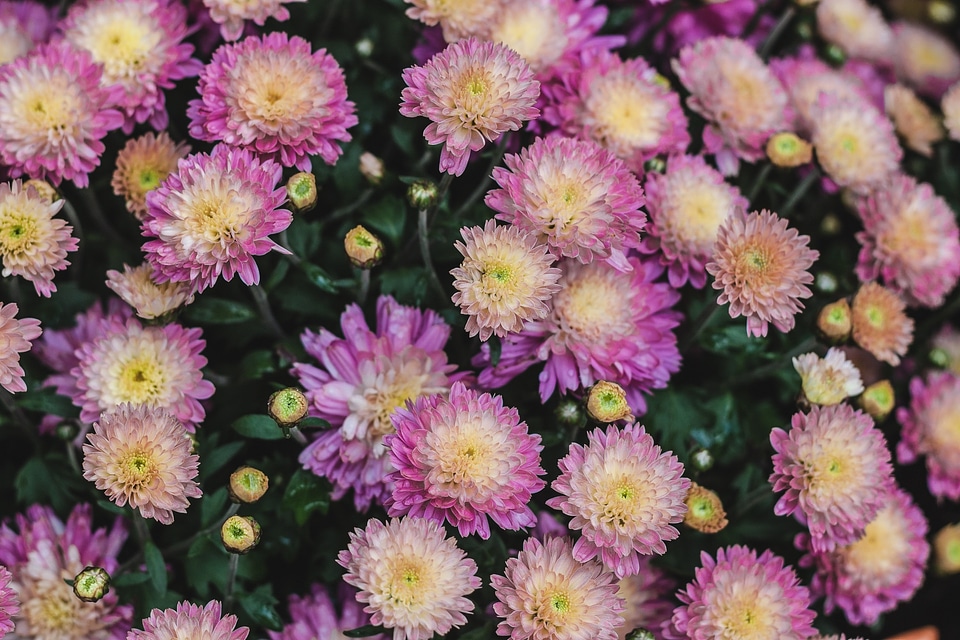 Chrysanthemum floral blossom