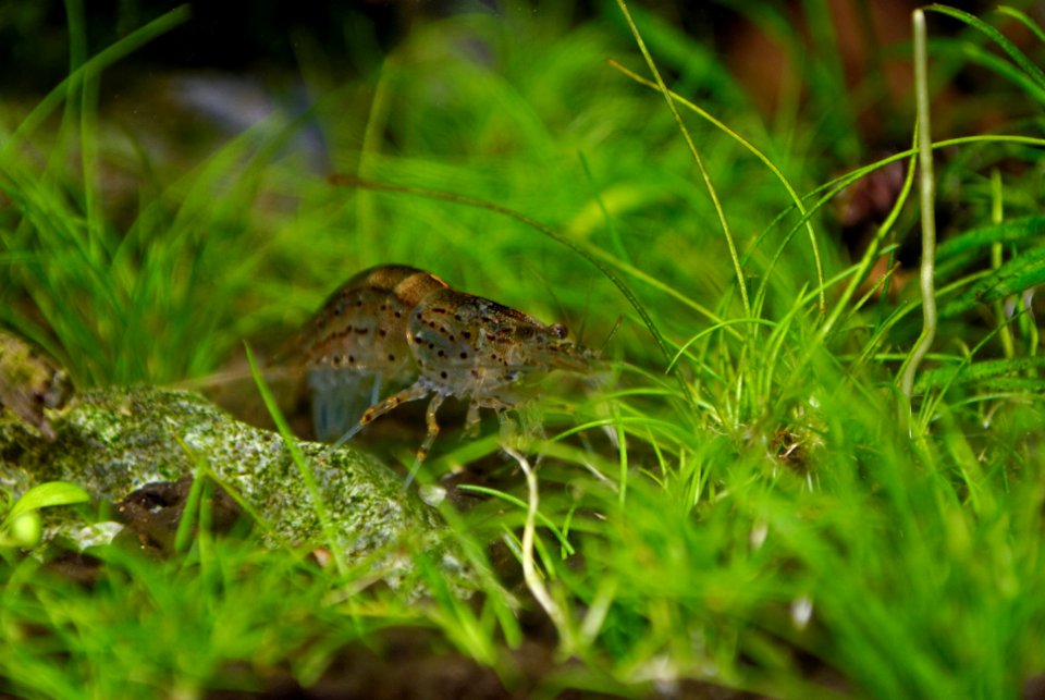Caridina multidentata