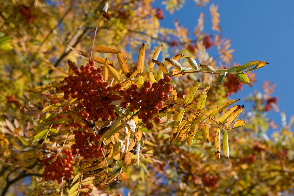 Garden nature season