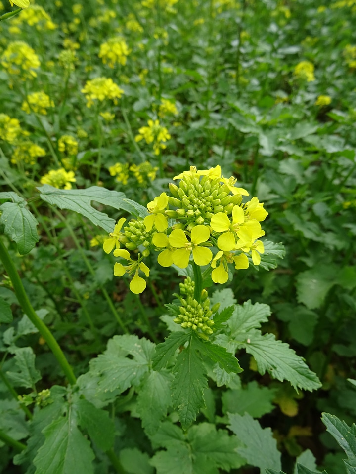 Mustard nature plant