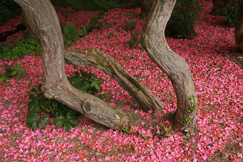Rhododendron blossom bodnant garden north wales