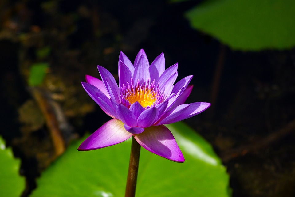 Pond seychelles botanical garden