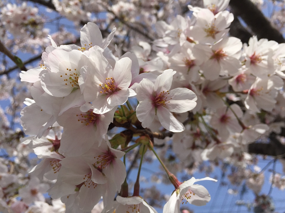 Cherry blossoms flowers japan
