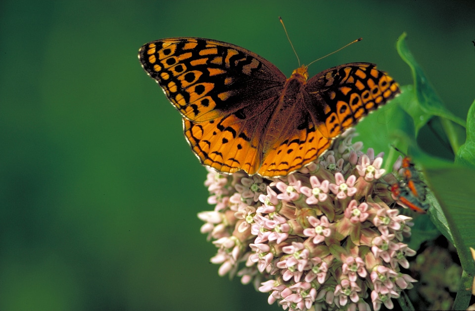 Flower milkweed blossom