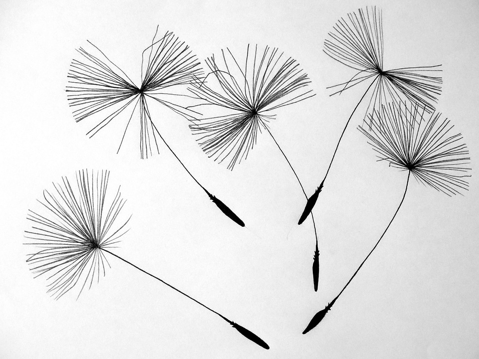 Pointed flower nature drawing