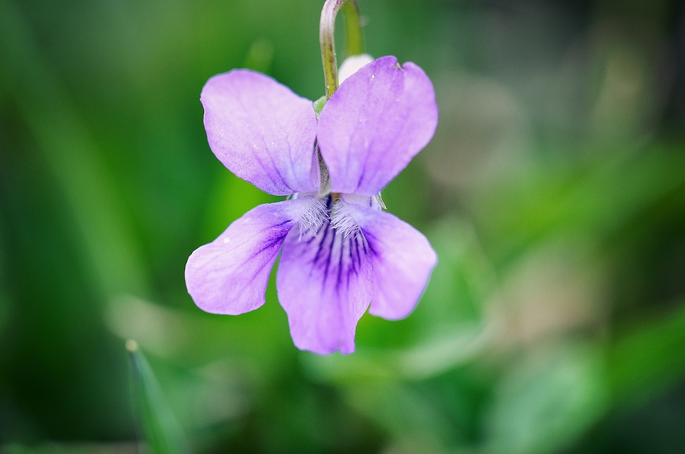 Blossom bloom purple photo