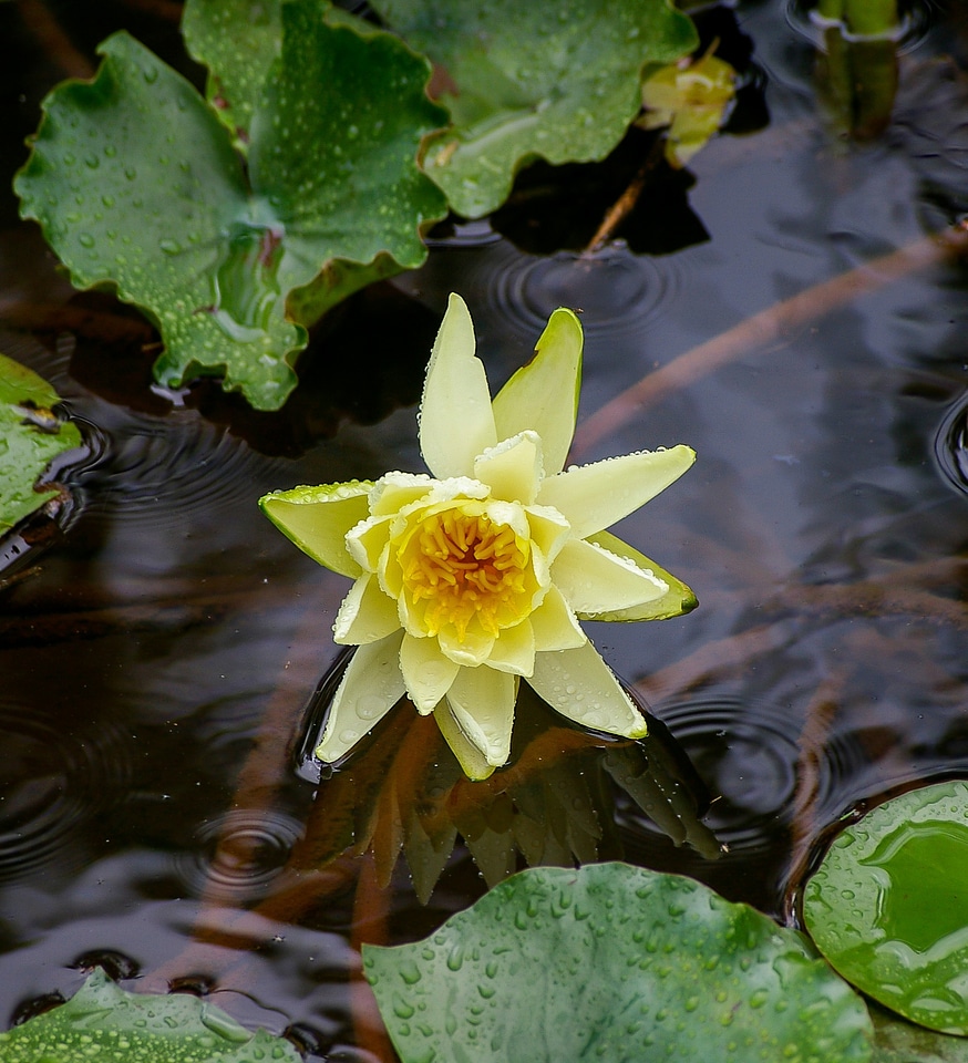 Flower yellow leaves