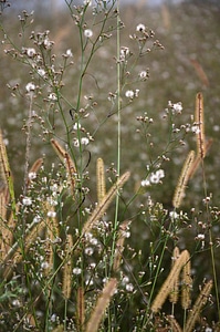 Plant fresh natural