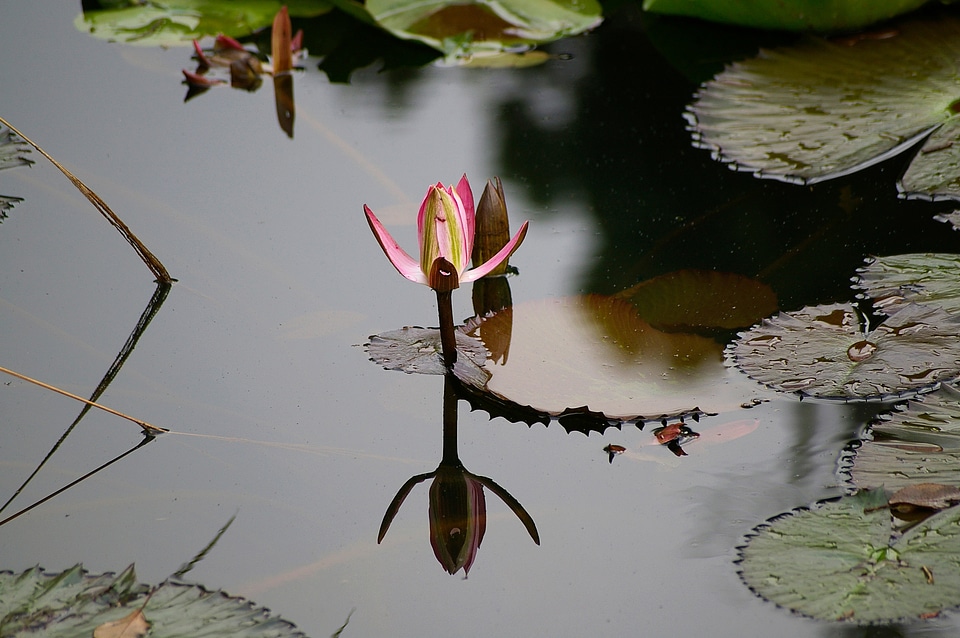 Flower reflection pink