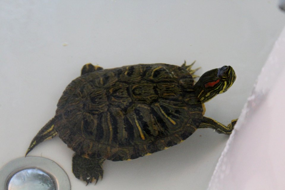 Tortoise