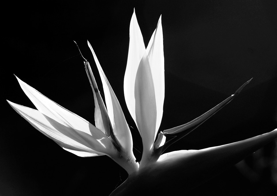 Sun lit garden backlit