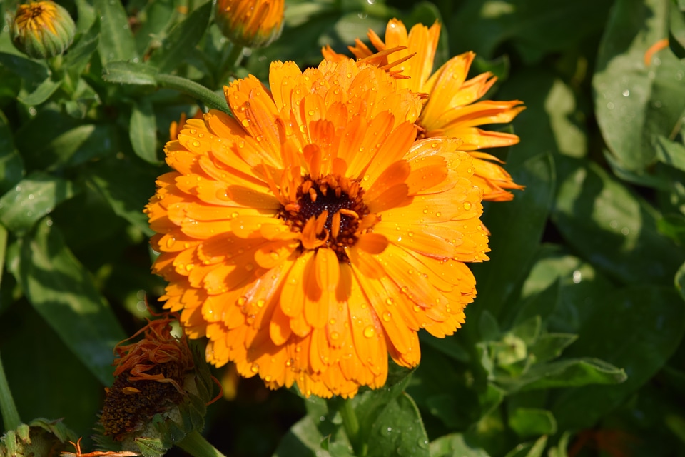 Orange flower orange chrysanthemum flowers chrysanthemum flower