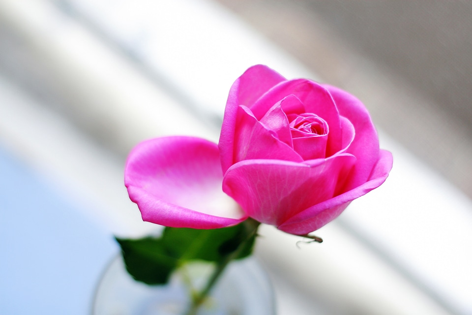 Nature plants pink flower