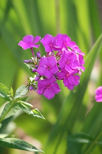 Flower garden flowers