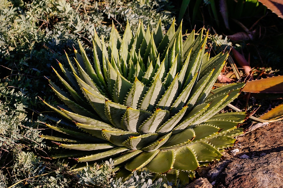 Rosette spiral pattern