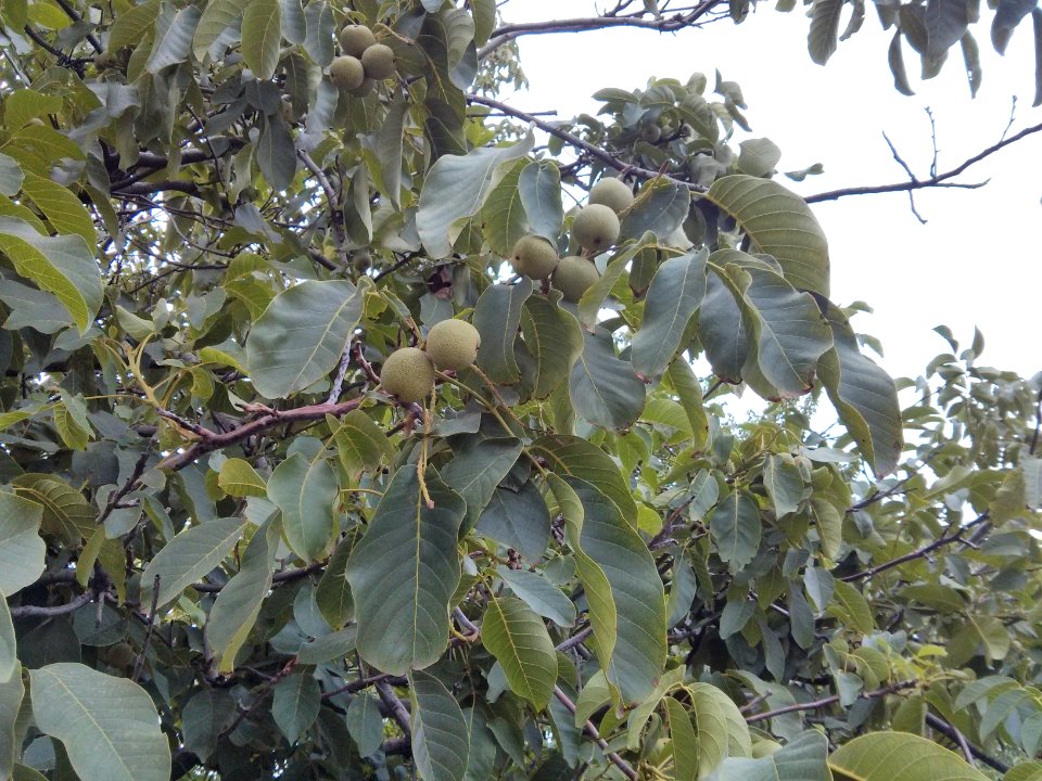 walnut tree