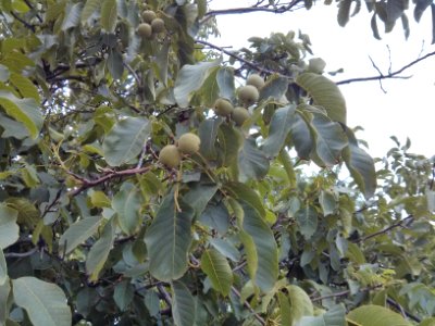 walnut tree