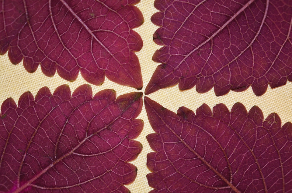 Leaves background natural plant