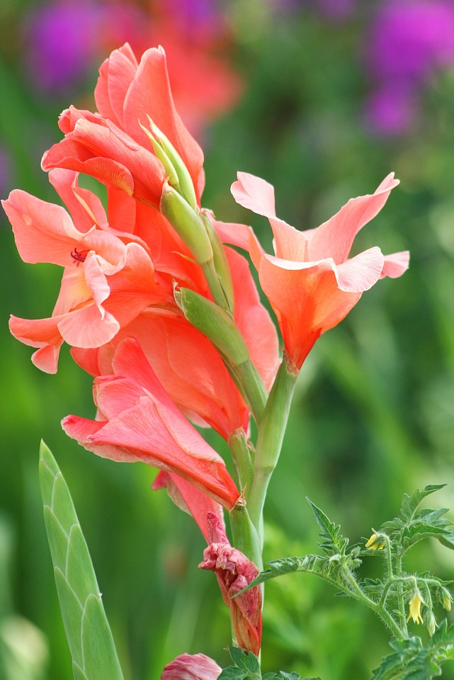 Flower garden flowers