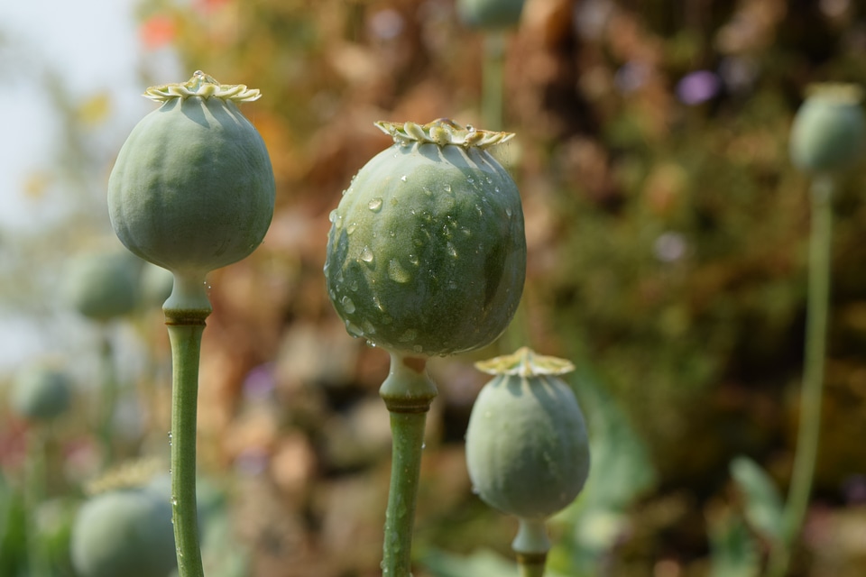 Poppy opium the opium
